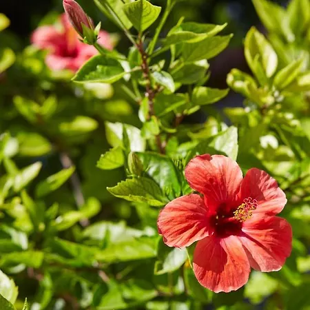 别墅 Alakapi & 阿拉恰特